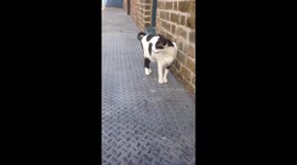 Oriental cat laughs like Peter Griffin