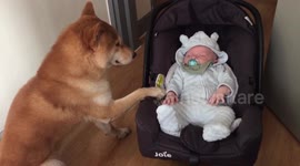 Adorable moment shiba dog rocks baby in car seat