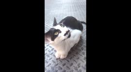 Cat bleating