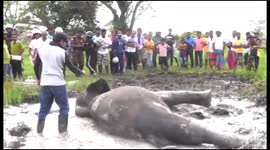 Heartbreaking moment officials treat elephant struck by train in Sri Lanka
