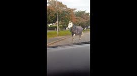 Escaped horse running on main road in front of cars