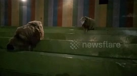 Animal : Sheep lost their way out