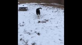 Husky playing in snow