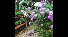 Arizona SwallowTail butterfly