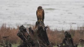Thanksgiving Monday Northern Harrier