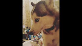 Guilty husky gets caught on top of bathroom sink