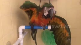 Happy macaw enjoys his warm shower