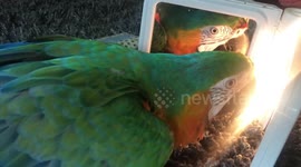 Confused parrot is transfixed by own reflection
