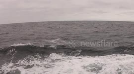 Bottle nose Dolphin and Humpback Whale swimming and feeding