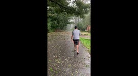 Dramatic moment tree branch collapses from force of Hurricane Michael winds