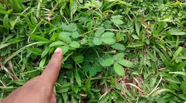 Magical Tree Leaves unfold when touch on it