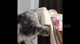 Gentle cat plays with napping baby