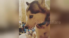 Guilty husky gets caught on top of bathroom sink
