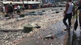 Truck spills thousands of fish sparking frantic scenes as locals try to collect them