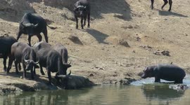 Fearless hippo calf warns thirsty buffalo to stay clear of 'his' water