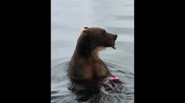 Rare close-up footage shows bear feasting on fish in Russia's Far East