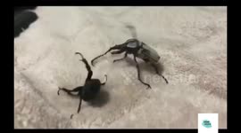 Bizarre video captures two beetles having a boxing match
