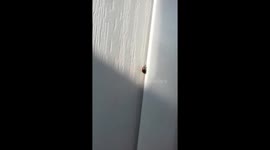 Ladybug Invasion in my house