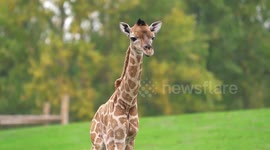 Rare moment captured on CCTV as Giraffe gives birth