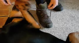 Rottweiler puppy lends a helpful paw as owner ties shoelace