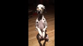 Dog balancing treat on her nose, can’t get the treat fast enough!