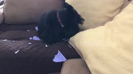 Don't look at me! Guilty Scottie dog hides behind a pillow after being caught