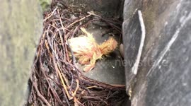 Cute newborn BABY DISCOVERED in flat gutter