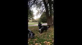 Dogs playing in the leaves