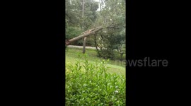 Moment tree snaps in half, tearing down power lines