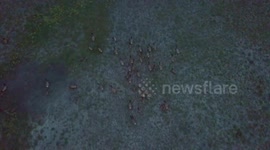 Flying Drone over Elk Herd at El Vado Lake New Mexico