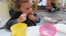 Alaskan Malamute Sojou on best behaviour with Phoebe Cockatiel
