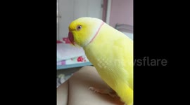 Narcissistic parrot confidently chants