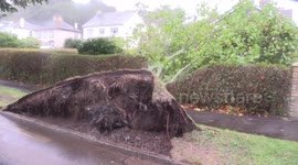 Storm Callum havoc leaves seaweed on cars, over-turned boats and fallen trees in Cornwall