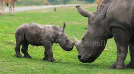 Adorable baby rhino takes first steps