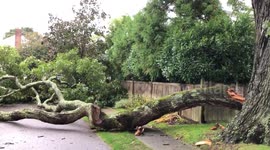 Storm downs huge branch from 300-year-old oak tree on Long Island