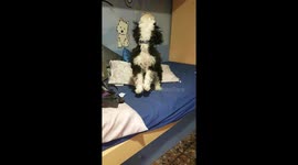 Dog with adorable bark