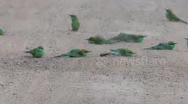 Adorable bird flock blocks Indian road while playing game