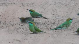 Cute birds playing in dirt on Indian road