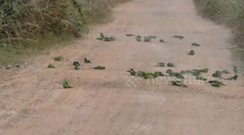 Flock of birds block road in India