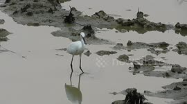 the white bird hunting style