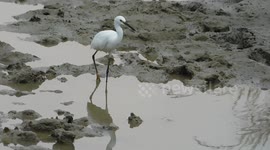 a beautiful white bird