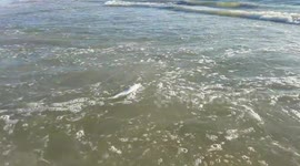 Red tide fish kill on Treasure Island, Florida after Hurricane Michael