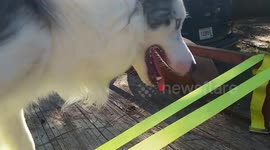 Border collie shows off impressive balancing skills