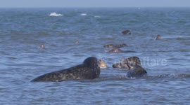 Seal pup fights off adults