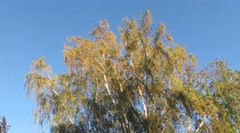 Birds singing early morning