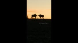 Mystical scene as two bull moose fight under golden dawn sky
