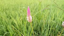 Close Up View of Wild Flower, Rice Paddy field as background