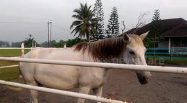 White Horse in The Farm