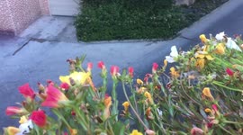 Amazing - Hummingbird Hawk Moth in flight