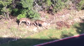 Deer fight outside an office building in Texas